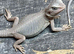 Hypo trans zero beardies