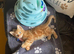 Ginger bengal mix kittens for sale