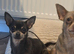 Mini Female Chihuahua