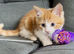 Playful kittens