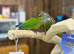 Green cheek