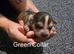 Staffy cross puppies