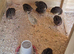 Jumbo coturnix Quails