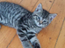 Kittens needing homes