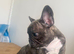 Beautiful puppies for sale