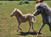 British Spotted colt foal
