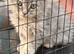 Selkirk Rex x