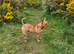 Dog de bordeaux