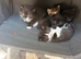 6 beautiful kittens looking for their forever home