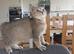 Beautiful, loving well raised kittens
