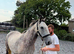 Stunning grey dun gelding
