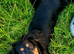 Cocker spaniel for sale