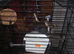 2 pair's of zebra finches.