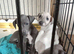 Italian greyhound pups for sale