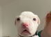 American bully pups