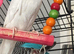 2 female budgies for sale