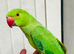 Baby Green Ringneck Talking Parrot