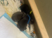 10x lab mix puppies