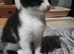 White/black female fluffy kitten