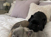 French bull dog boys