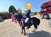 Black Welsh x 12hh ish Gelding