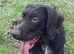 German wired pointer x deerhound