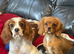 Gorgeous cavalier boys