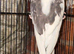 Lovely cock pied
