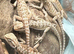 Baby bearded dragons