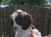 Stunning sprocker pups