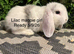 Pure bred mini lops