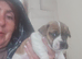 Jack russell terriers