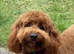 Waiting List - Small Mini Goldendoodle Pups due 3 Nov