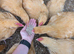 Buff Orpington Hatching Eggs