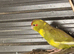 4x kakarikis 8 weeks old