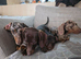 Dachshund puppies for sale