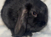 Mini lop eared bunnies