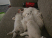 2 gorgeous ragdoll kittens