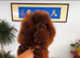 Korean teacup toy poodle stud