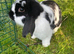 2 neutered, bonded Holland lops (same litter siblings)