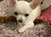 Female white chihuahua puppy