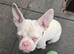 Pink french bulldog