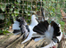 Fantails