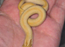 Male toffee super conda hognose