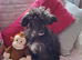 Papillon x toy poodle