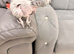 African grey parrot tame talking inc cage toys