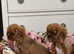 Pupies Cavalier King Charles Spaniel Ready for home!