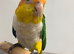 Stunning hand tamed caique parrot for sale