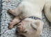 Ready to leave labrador puppies 1 girls 3boys