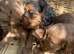 F1 B cavapoo puppies